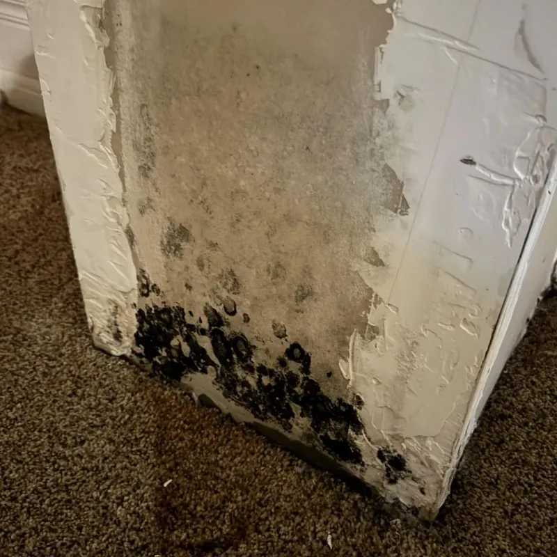 Professional Mold Removal in Hutchinson County, TX